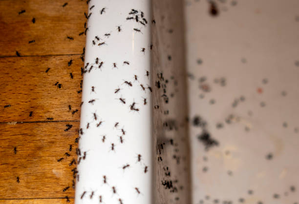 Best Emergency Pest Control  in Sea Isle City, NJ